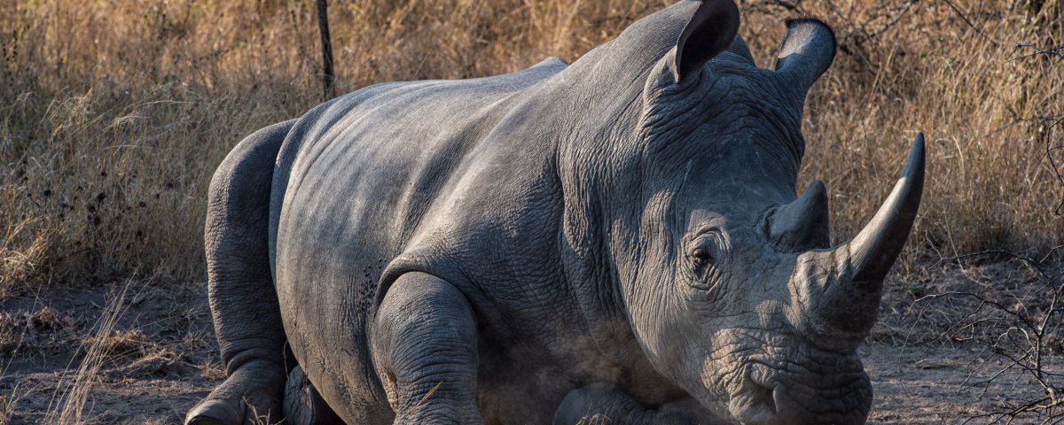 Мятный носорог Москва