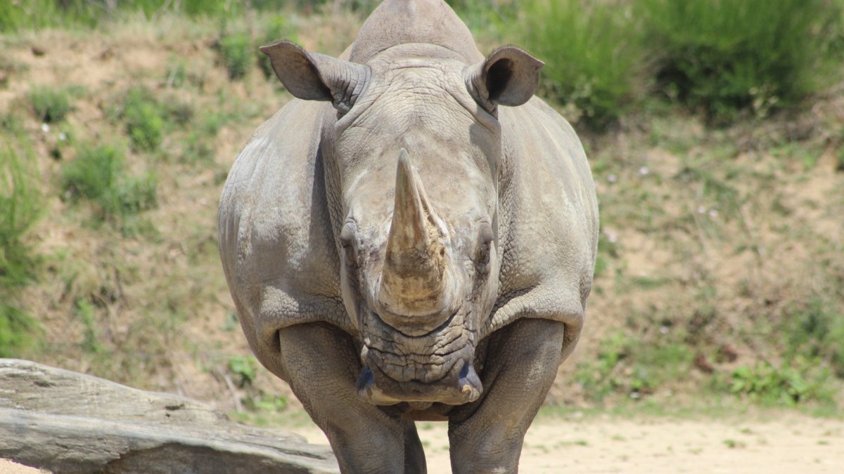 Носорог с двумя рогами