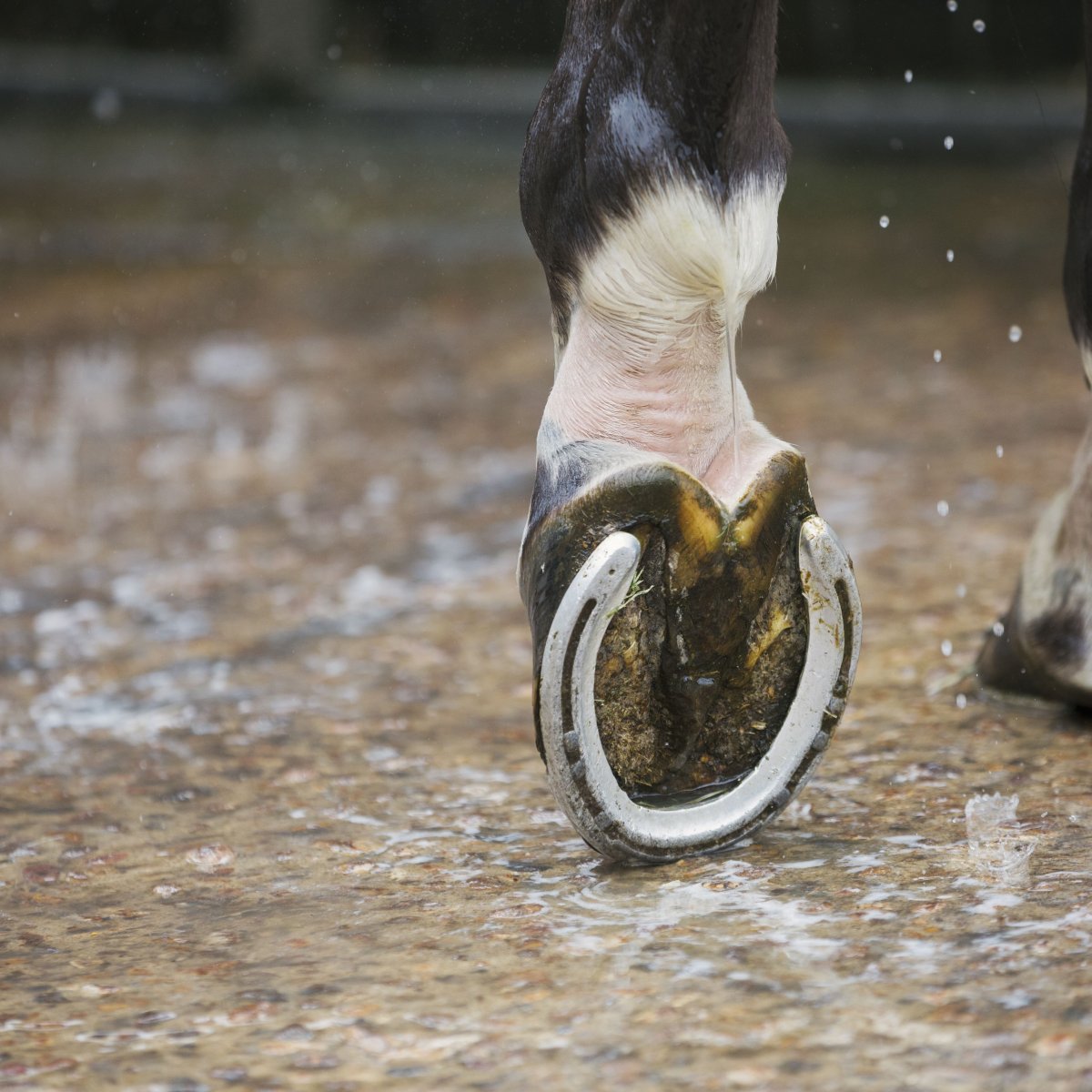 Подкова на копыте