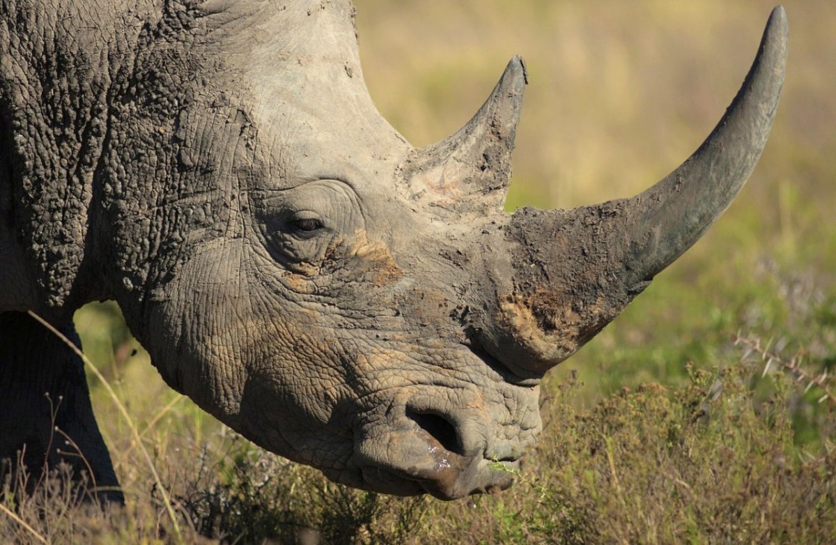 Нос носорога