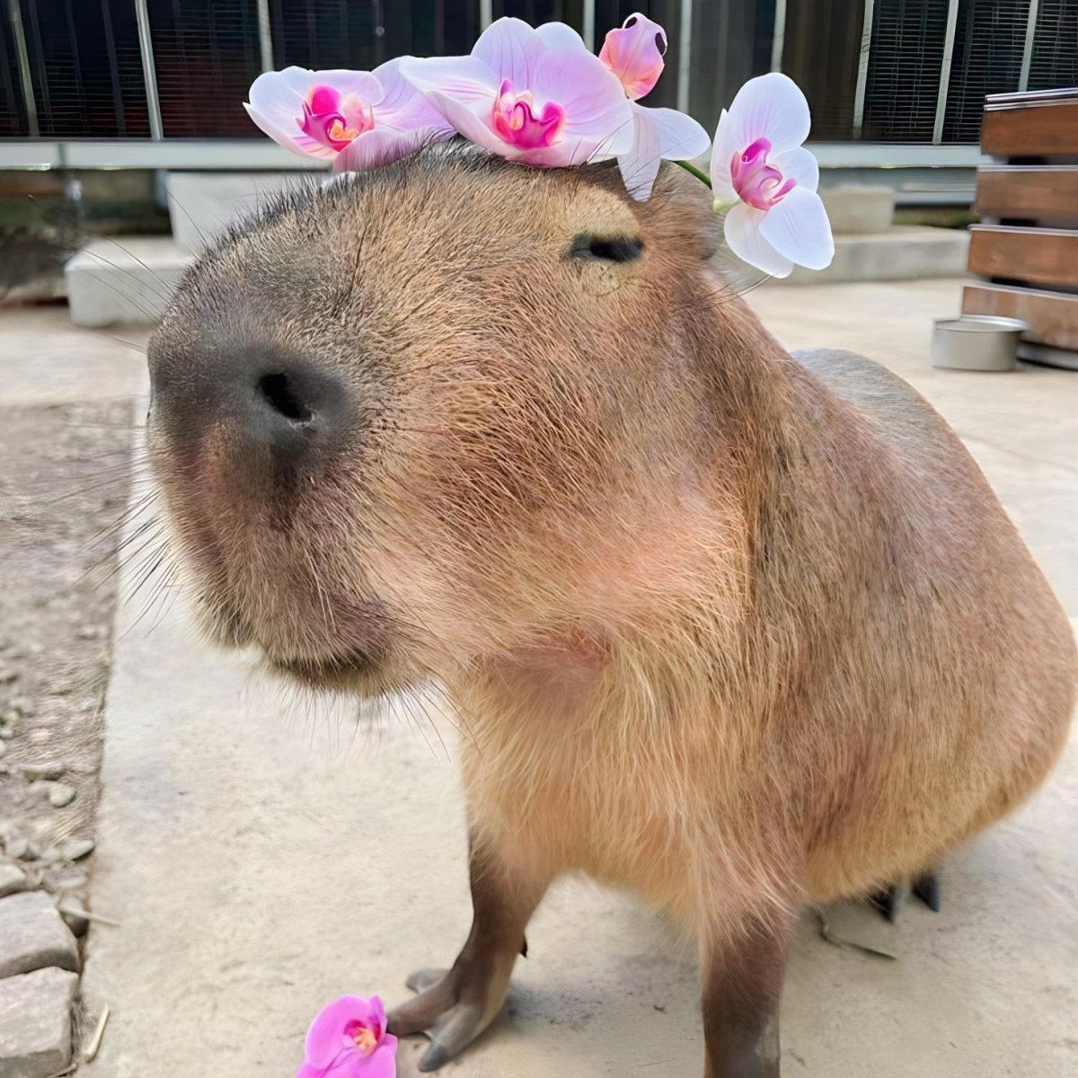 Капибара и морская Свинка