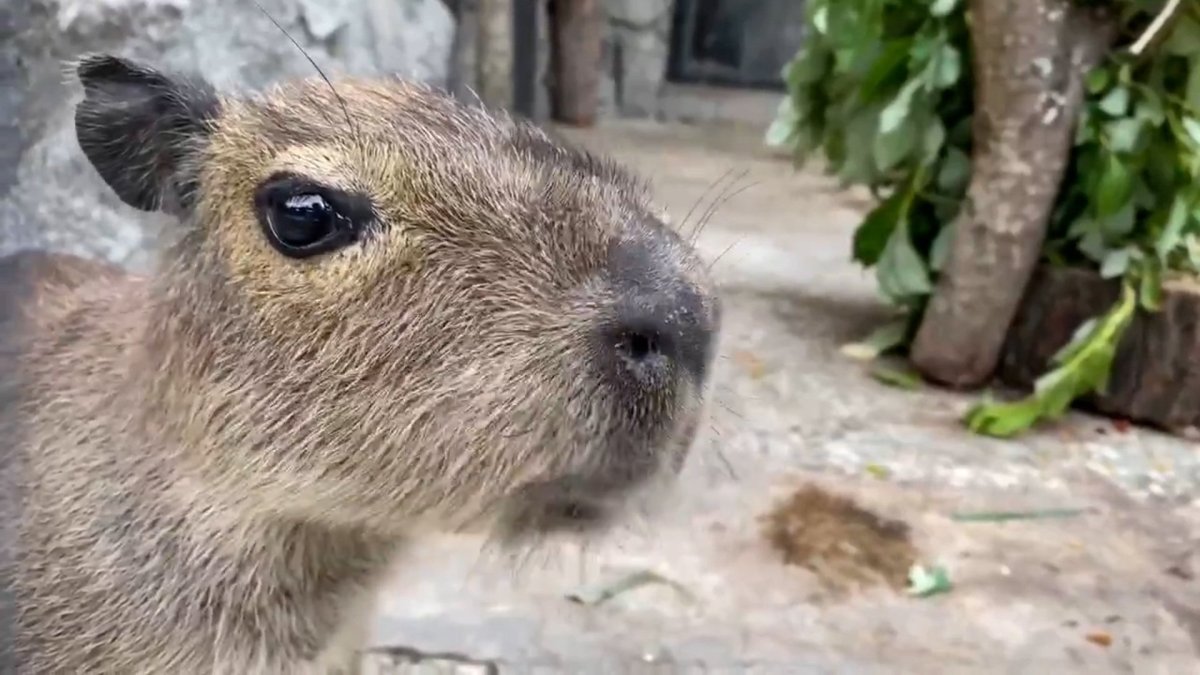 Капибара в Ленинградском зоопарке