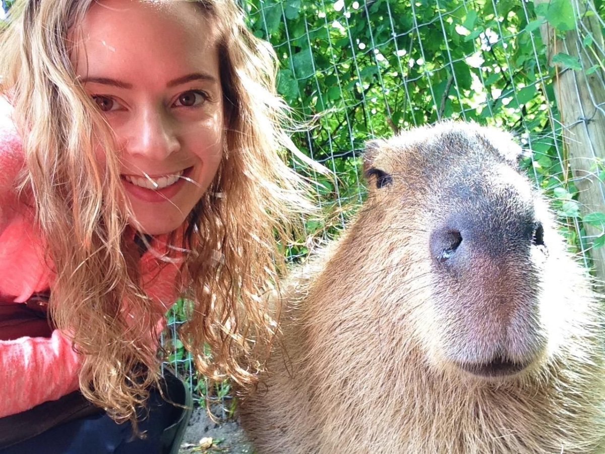 Капибара малыш