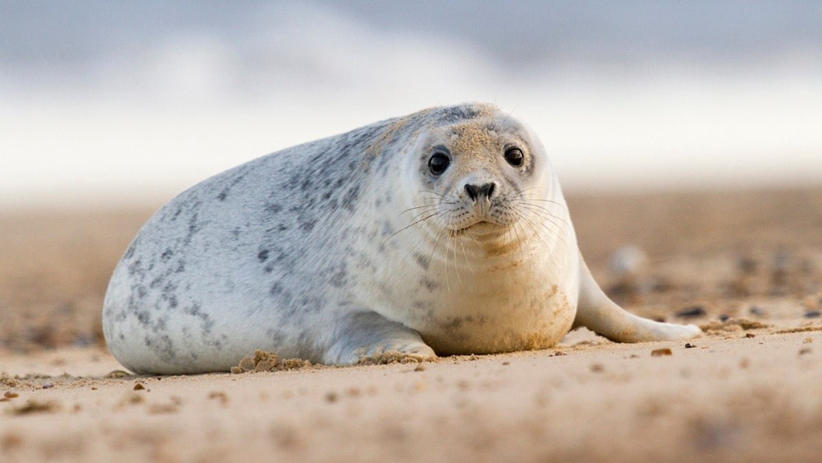 Тюлень в пятнышках