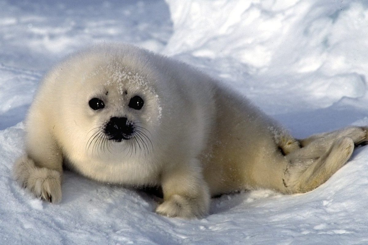 Нерпа в море Лаптевых