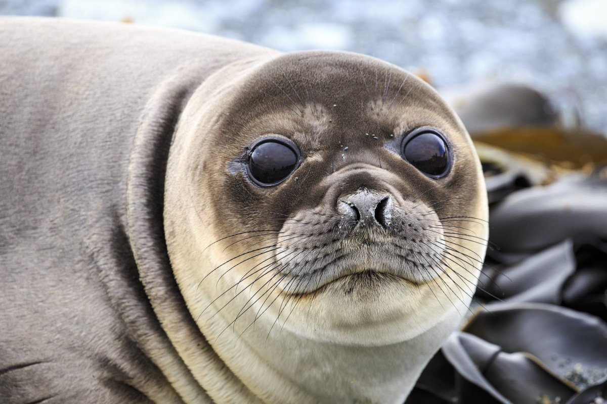 Шерсть тюленя