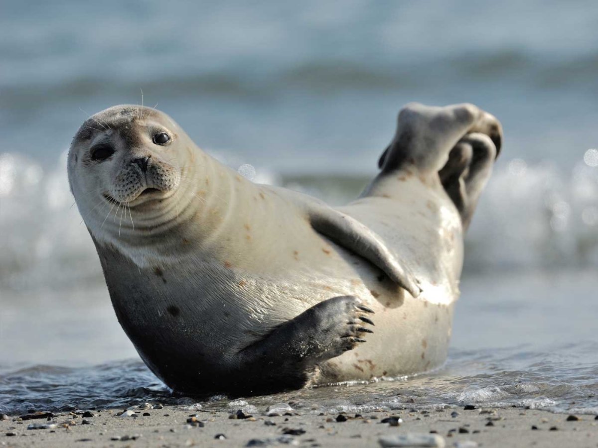 Seal тюлень