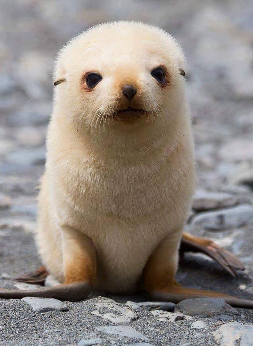 Морской котик тюлень Нерпа