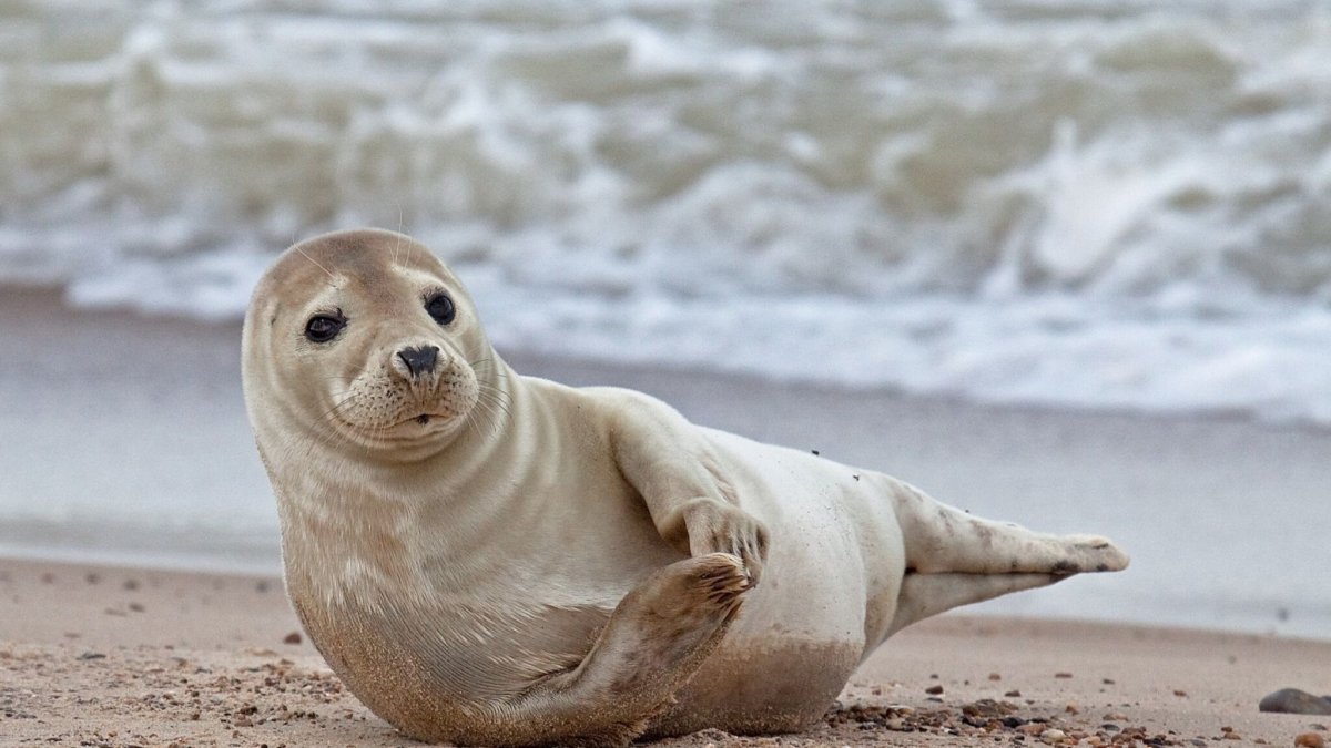 Тюлень кушает