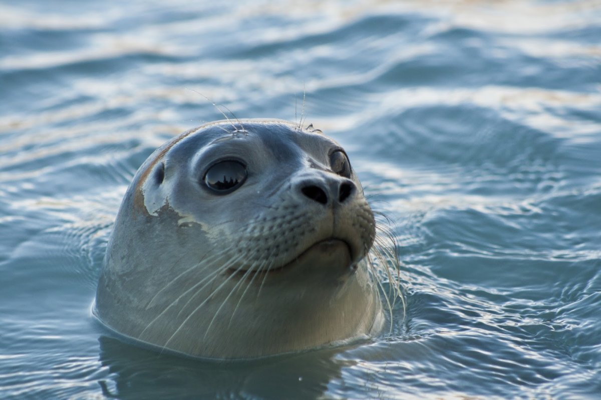 Тюлень улыбается