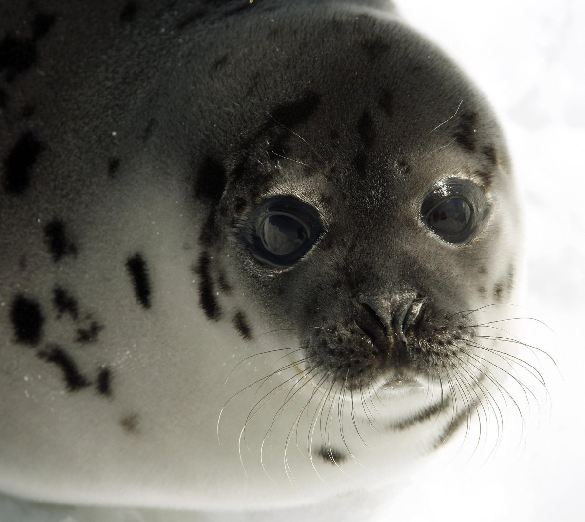 Морской котик тюлень Нерпа