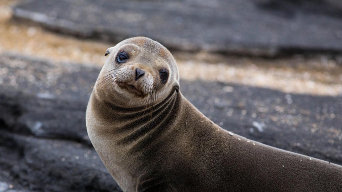Ластоногие морской котик