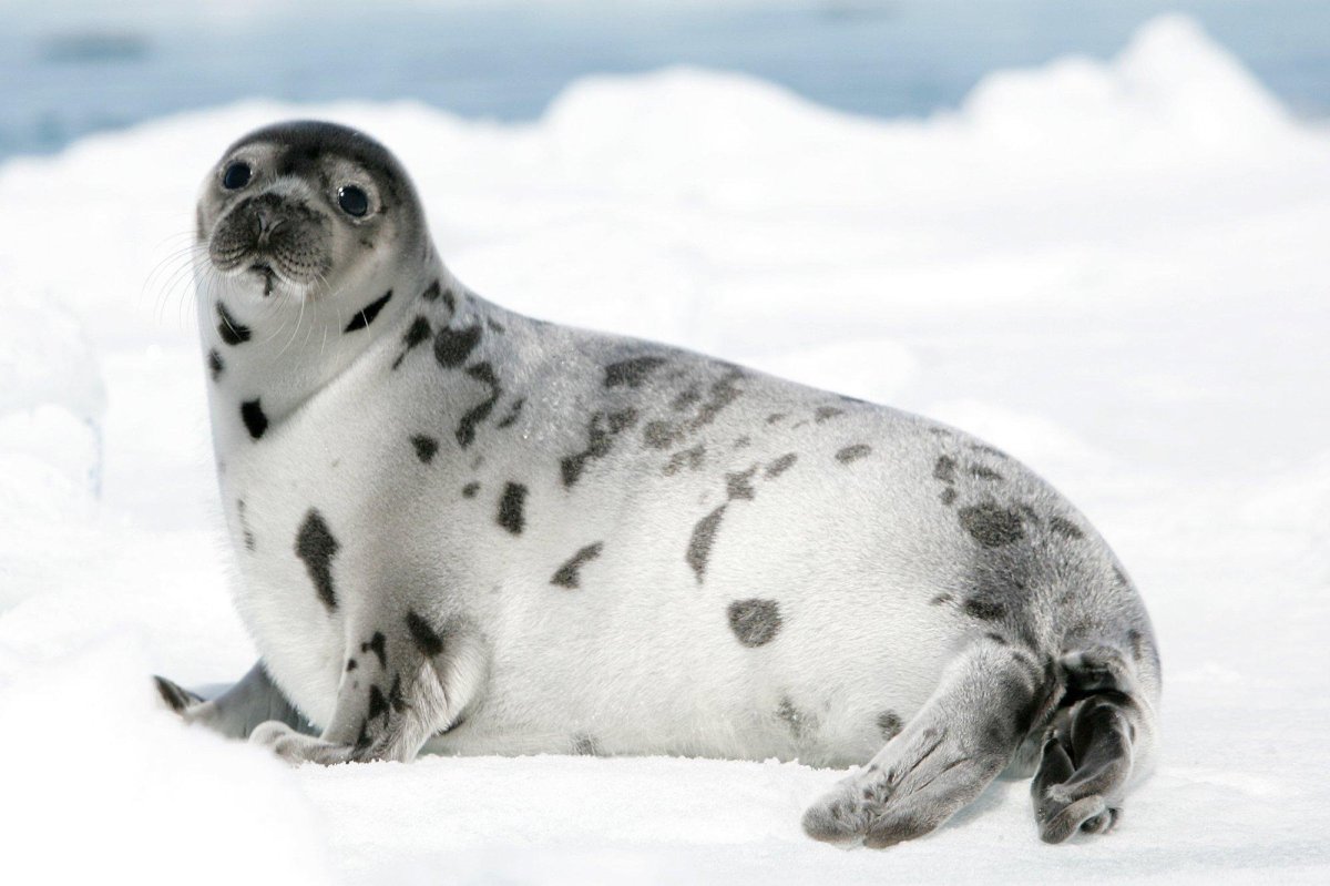 Ладожская кольчатая Нерпа
