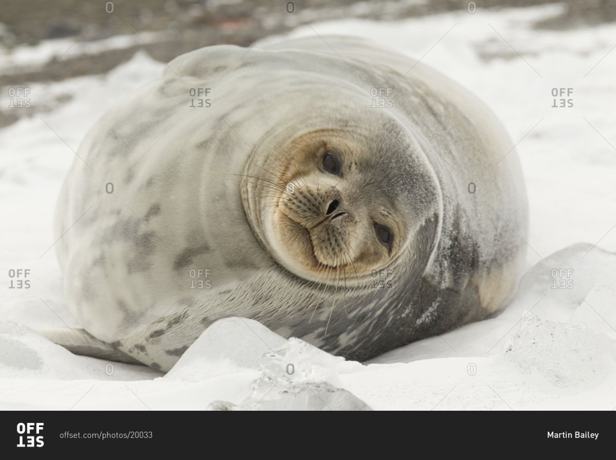 Тюлень Уэдделла