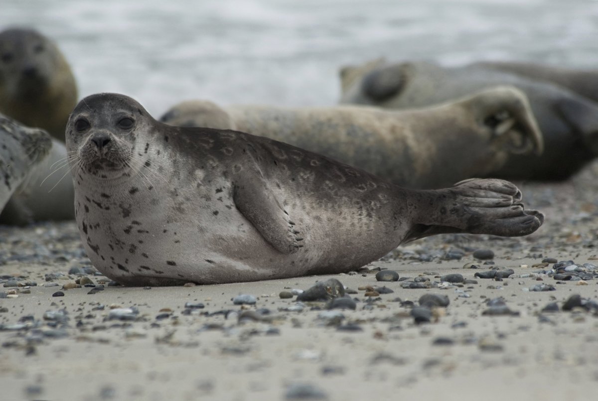 Ладожская кольчатая Нерпа