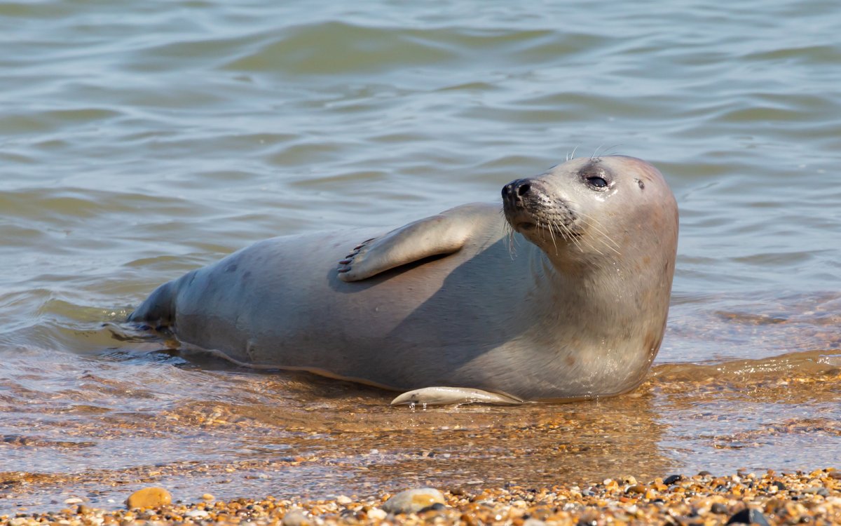 Ластоногие Каспийская Нерпа