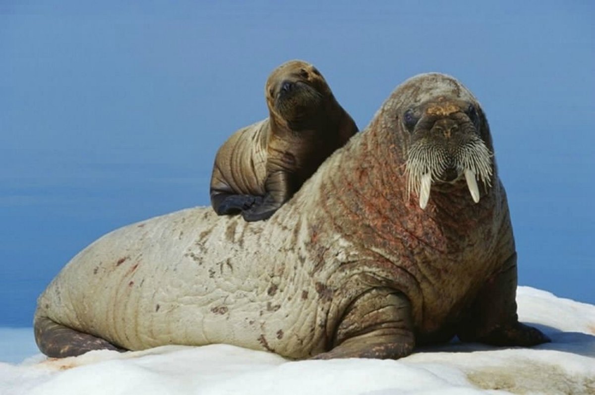 Ластоногие моржи