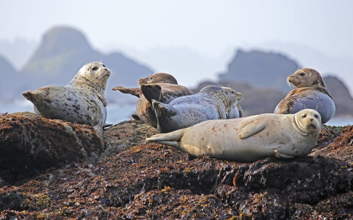 Охотское море сивучи