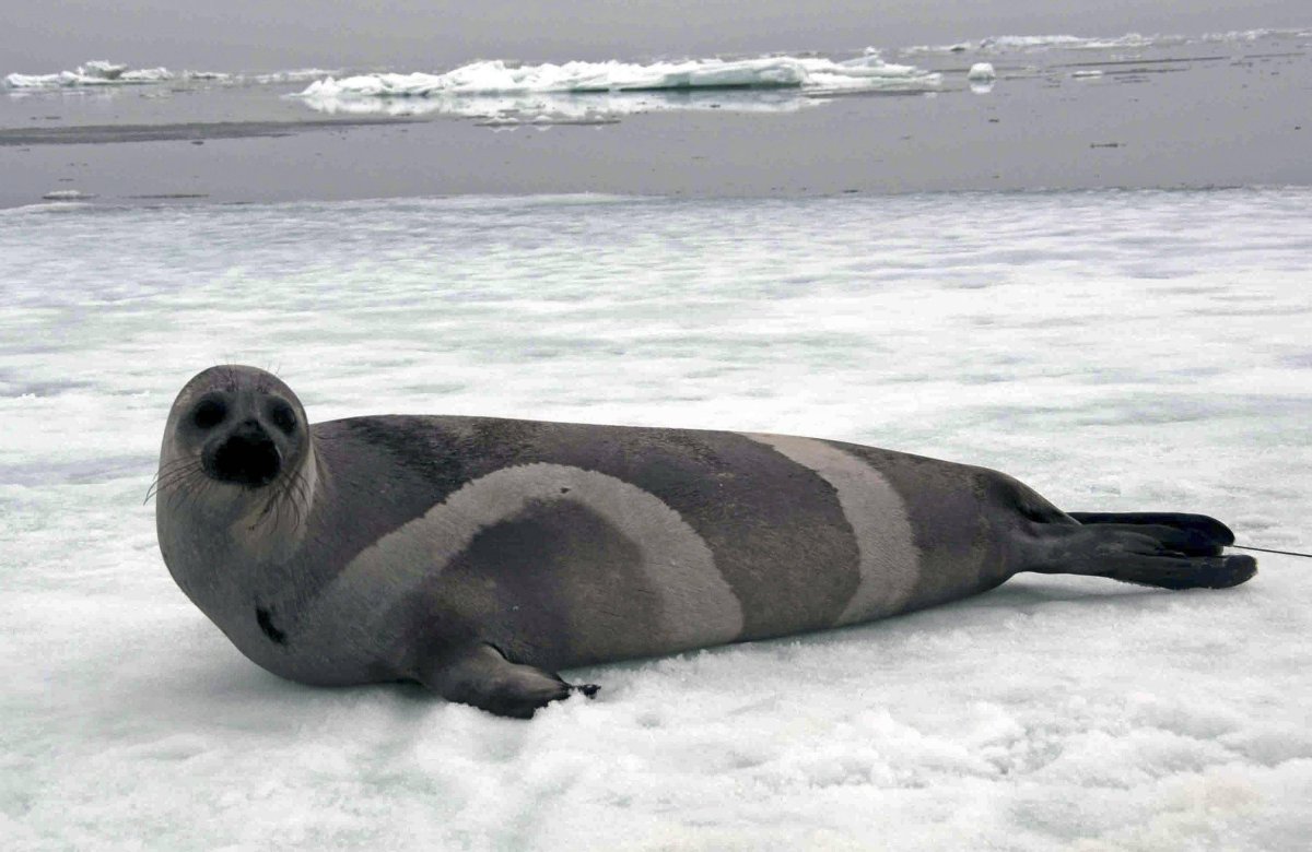 Полосатый тюлень