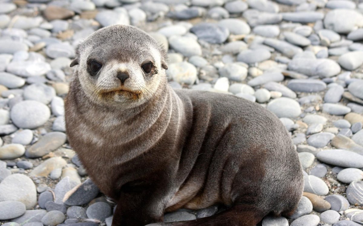 Ушастый тюлень сивуч