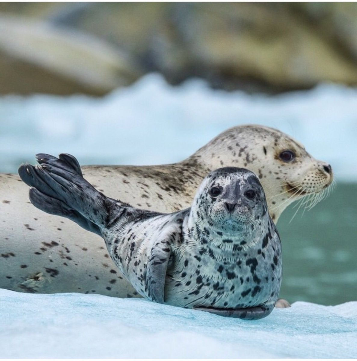 Кольчатая Нерпа детеныш