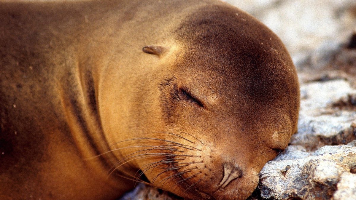 Тюлень спит