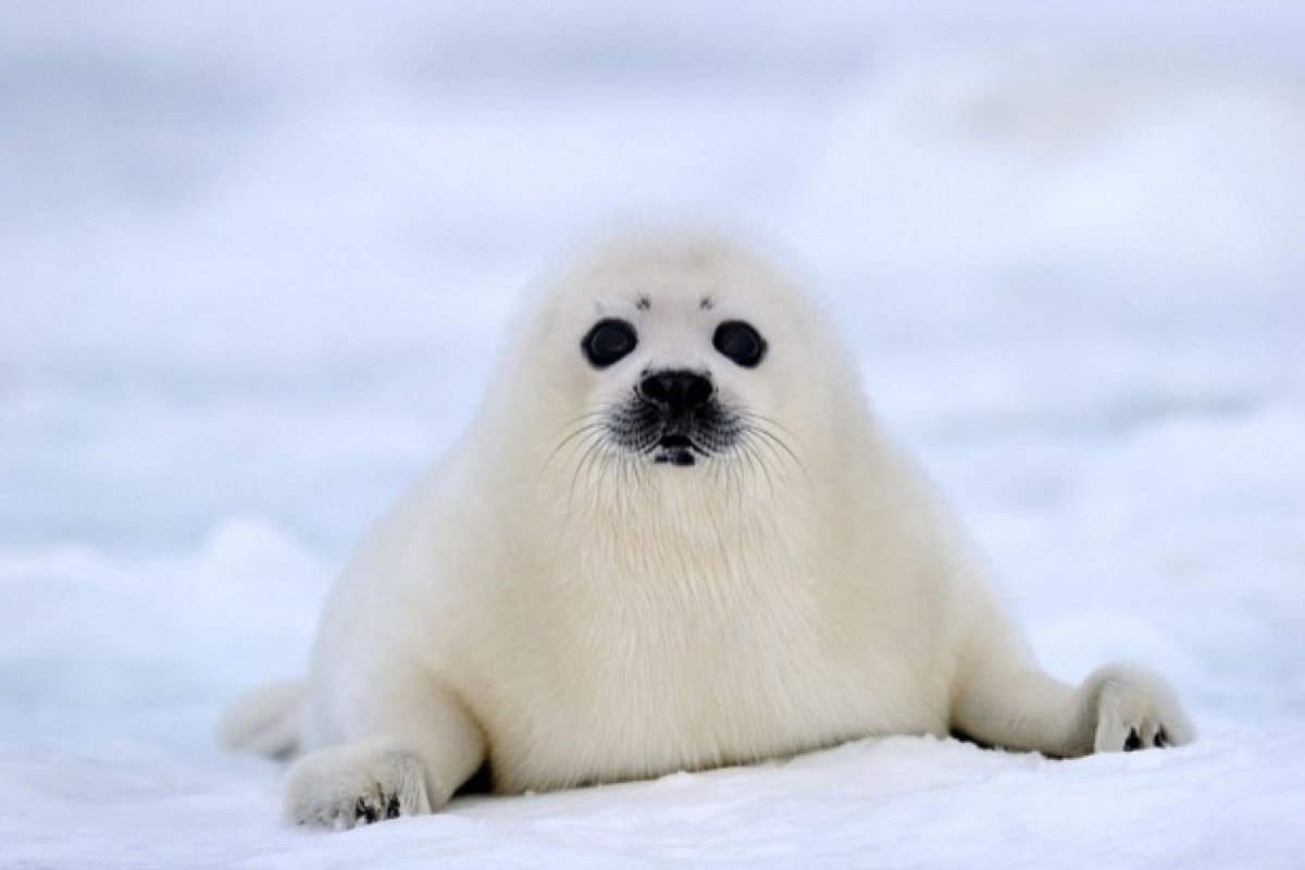 Белек тюлень