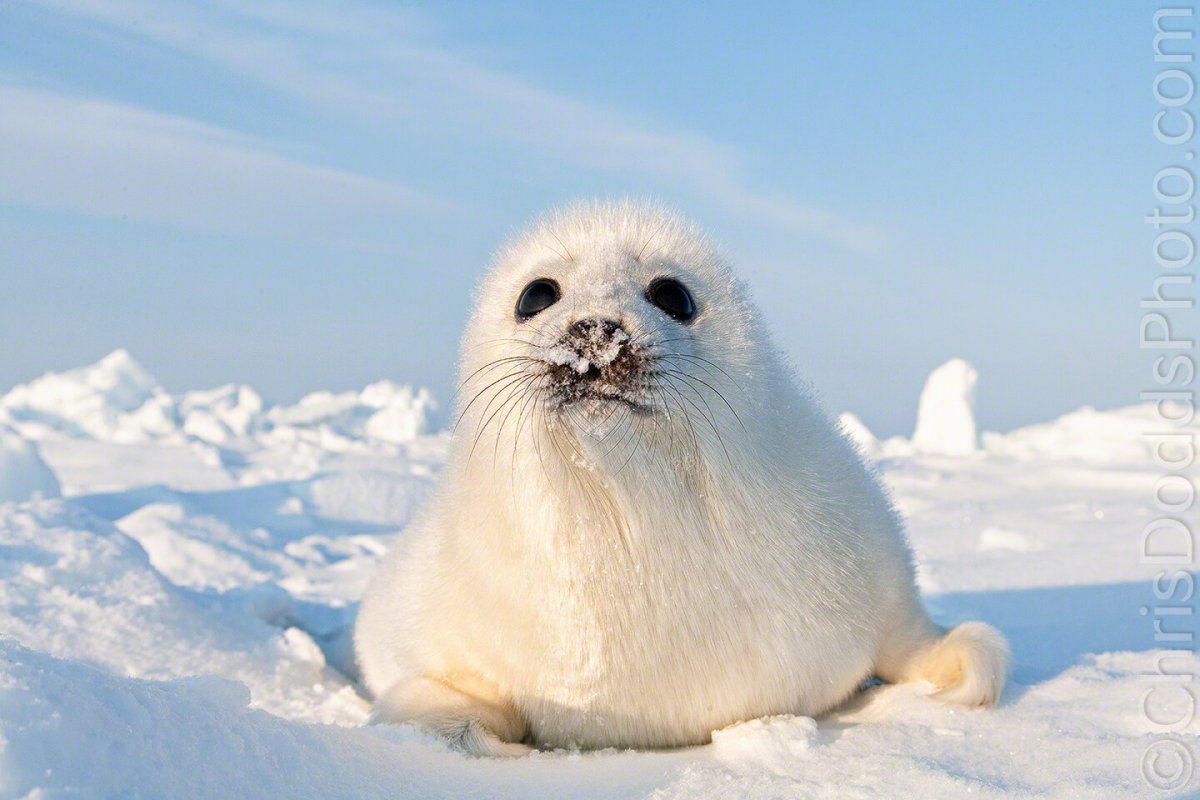 Baby Seal fur Clothing