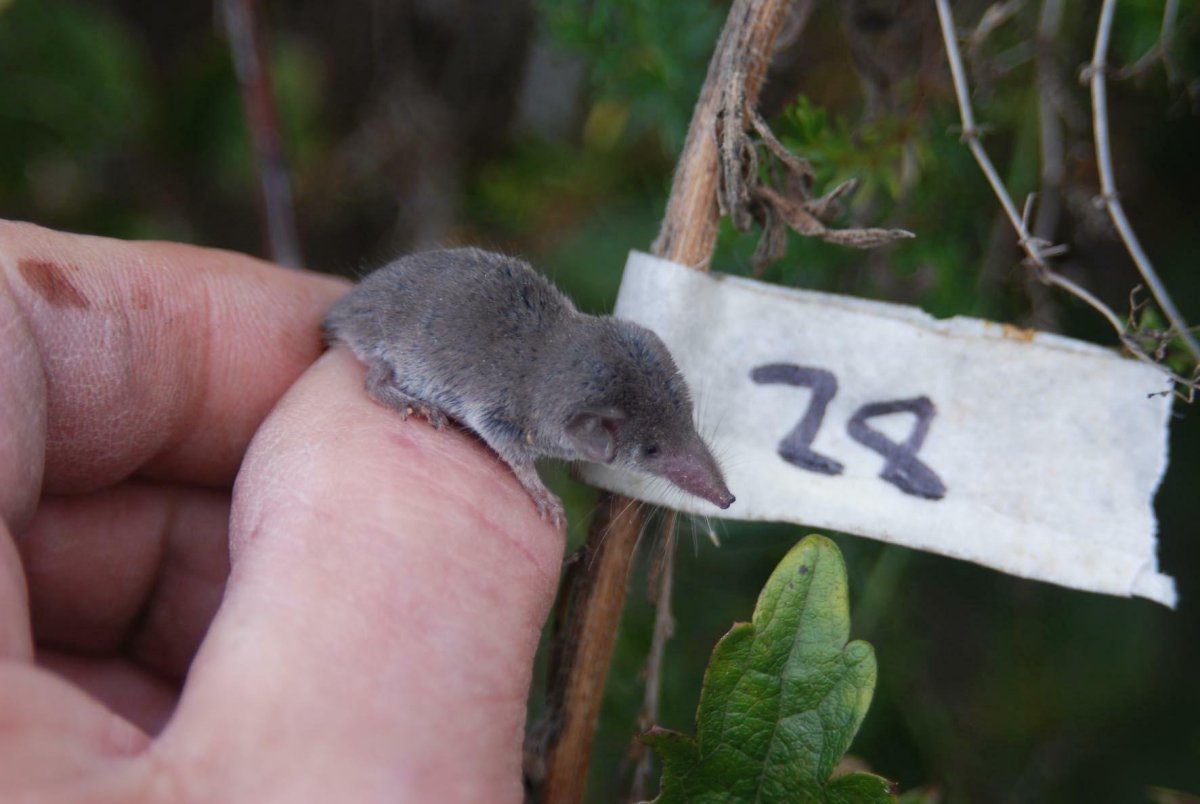 Этрусская землеройка