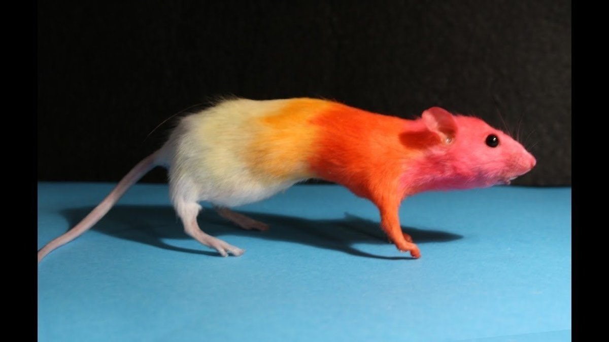 Крыса Дамбо рыжая