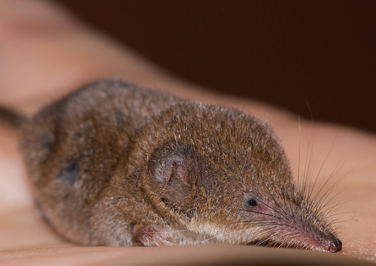 Землеройка бурозубка