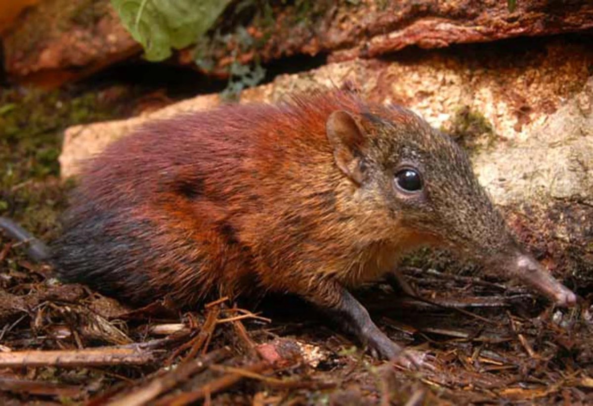 Землеройка бурозубка