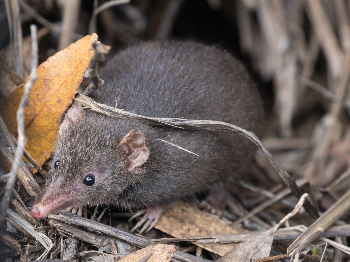 Австралийская сумчатая крыса