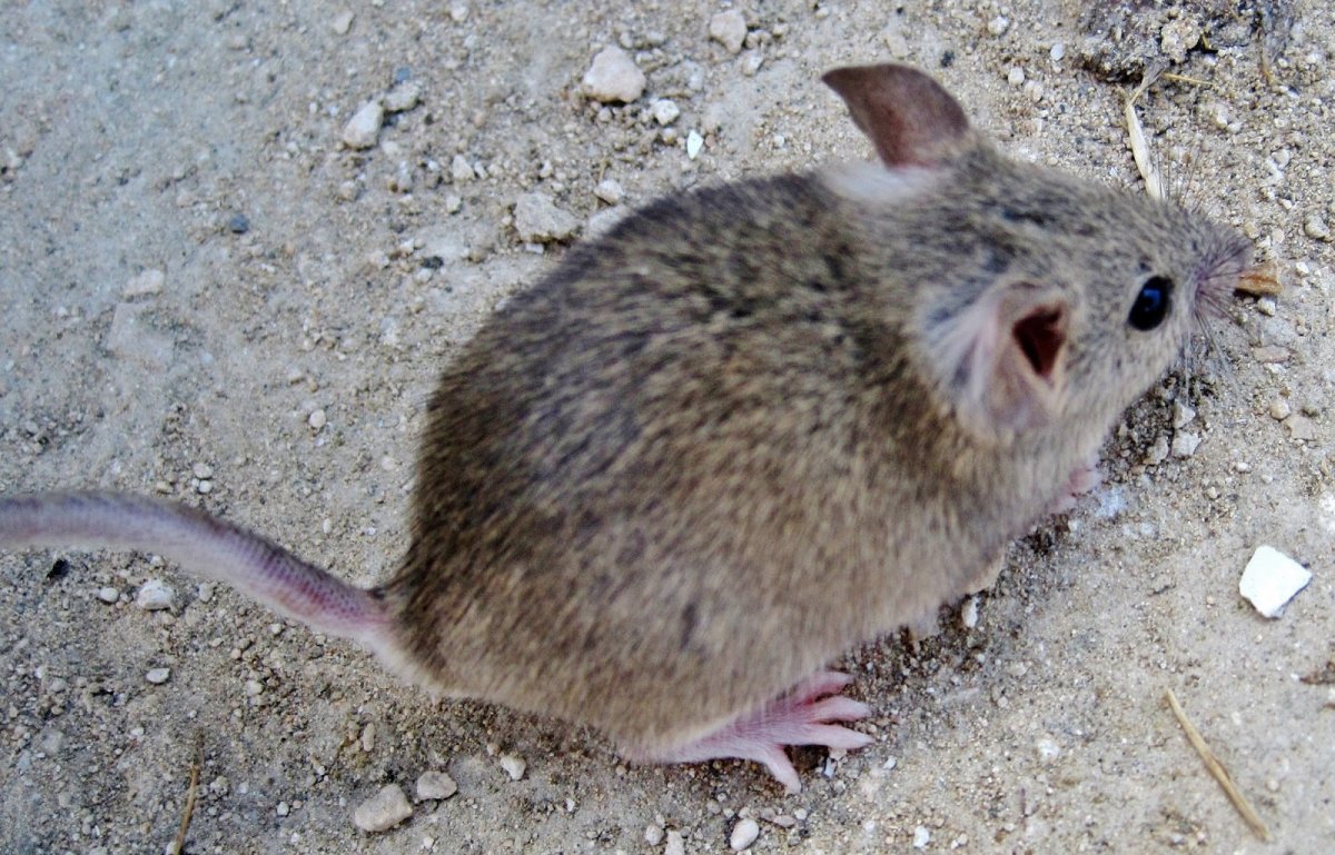 Новый вид мышей