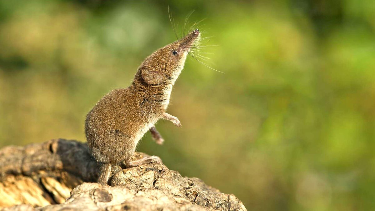 Землеройка бурозубка