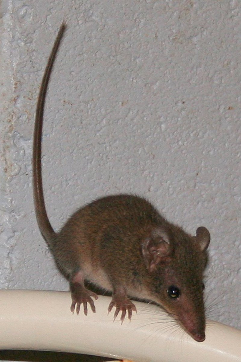 Antechinus stuartii
