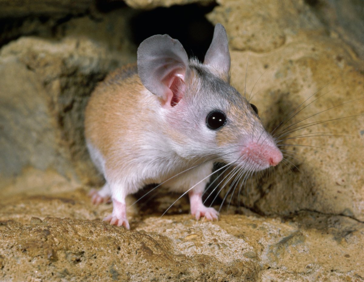 Иглистая мышь регенерация