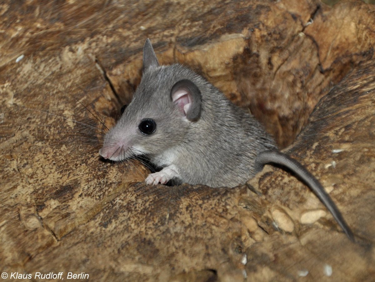 Мышь домовая иглистая