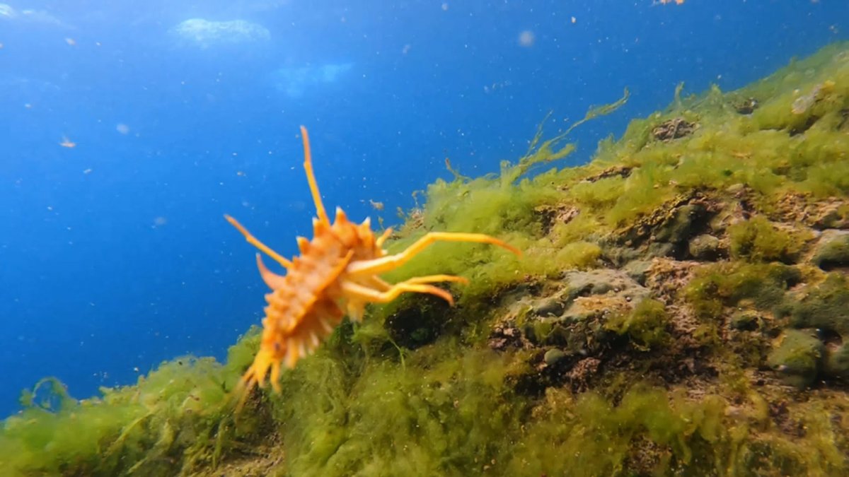 Рачок эпишура