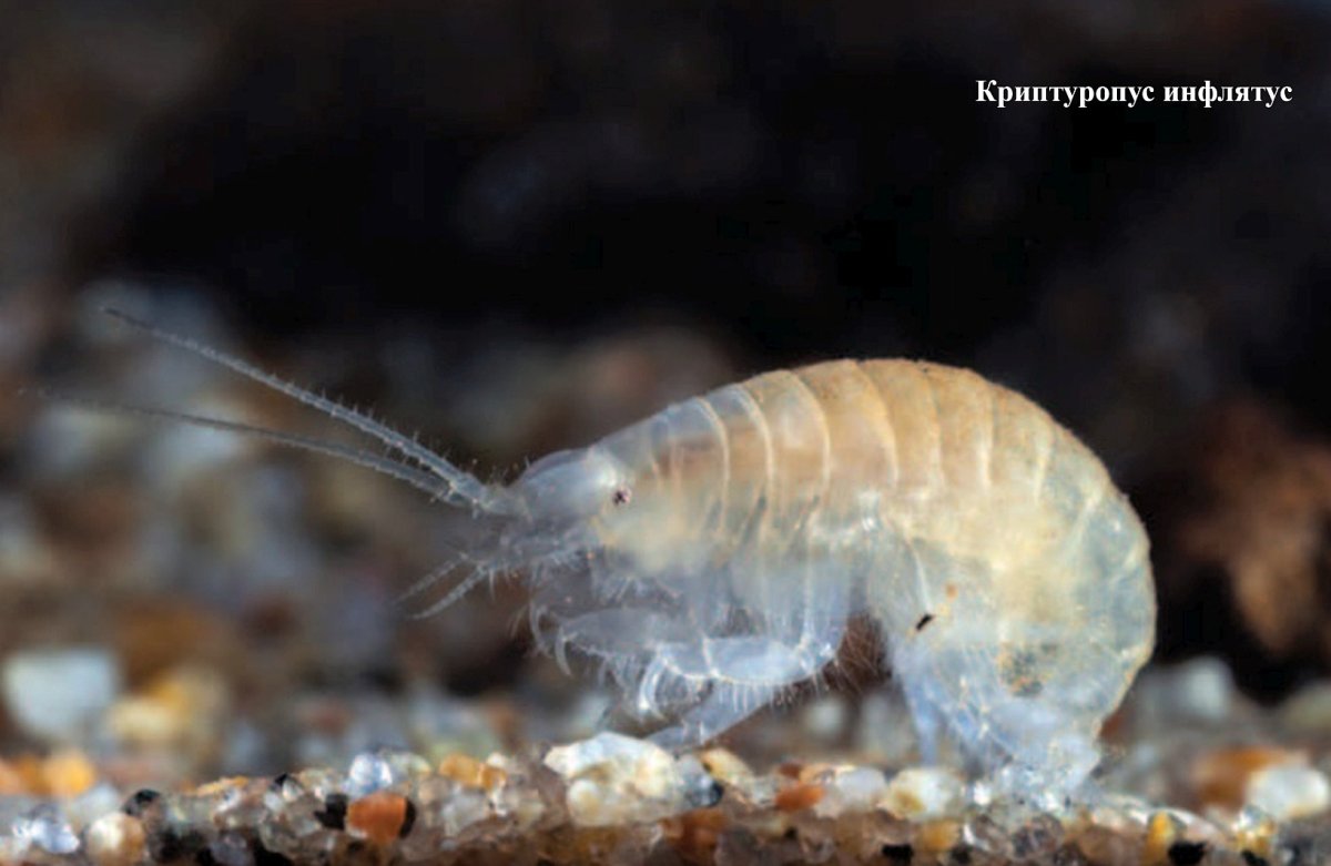 Рачки бокоплавы Байкала