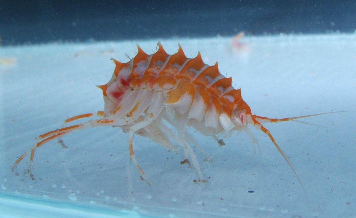 Байкал рачок эпишура