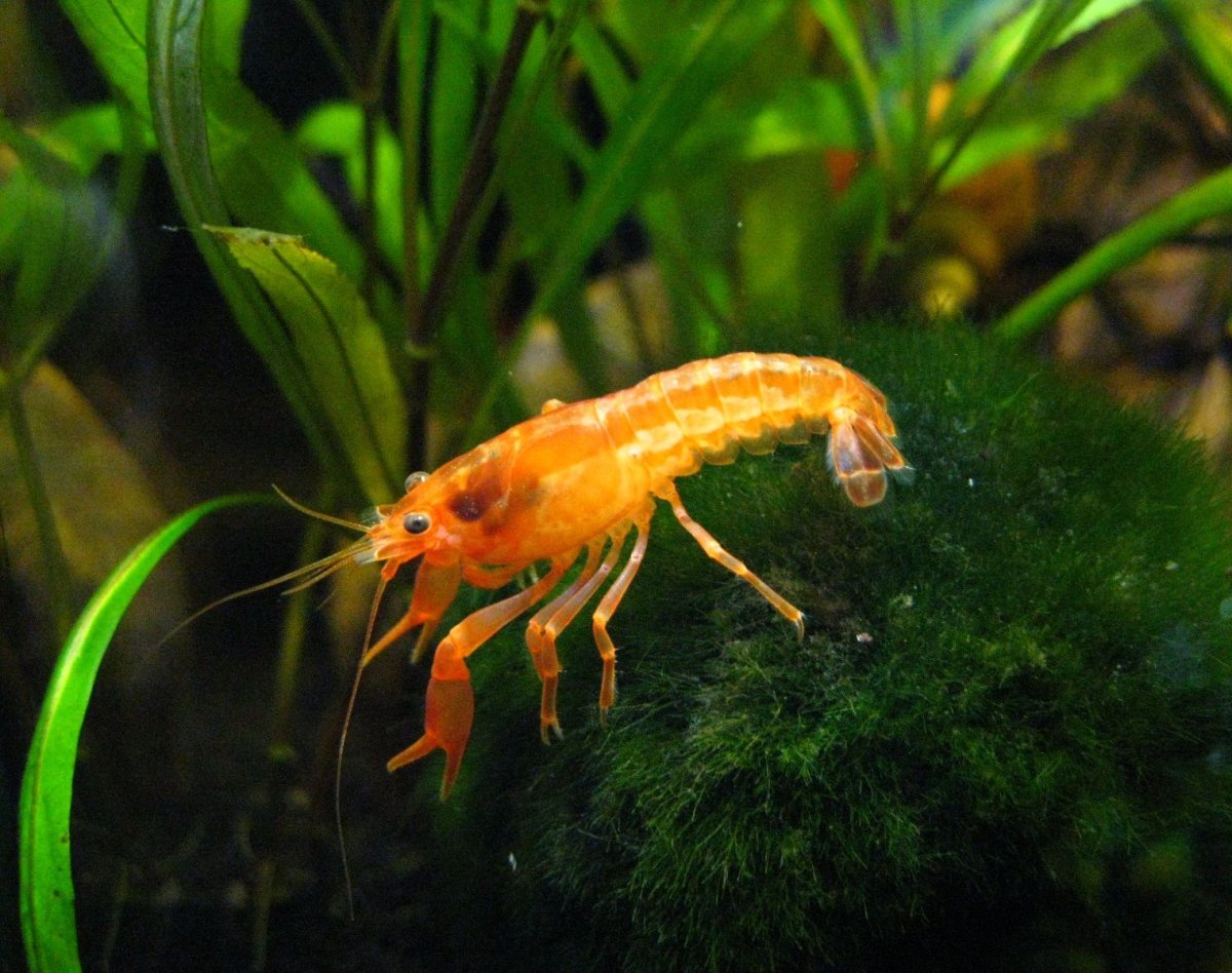 Байкальский рачок-фильтратор