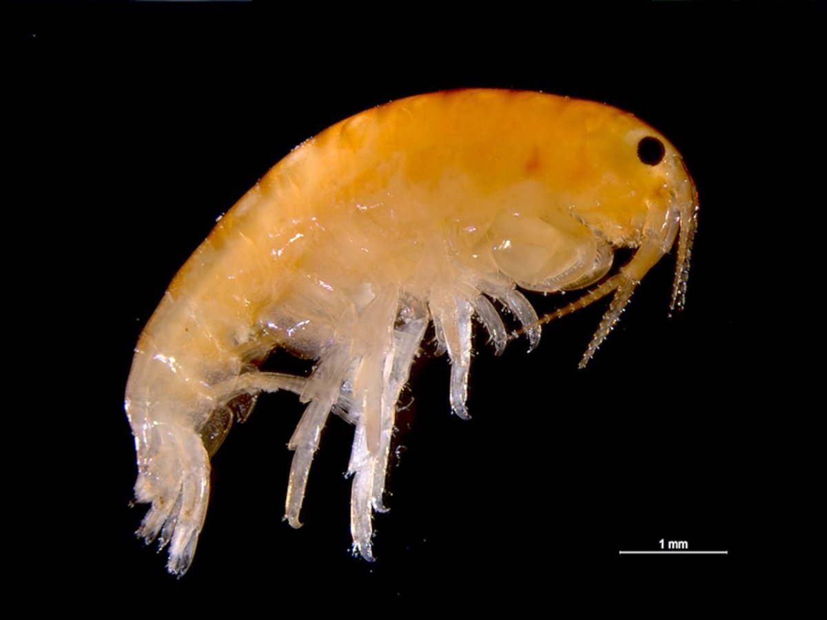 Бокоплавы ракообразные