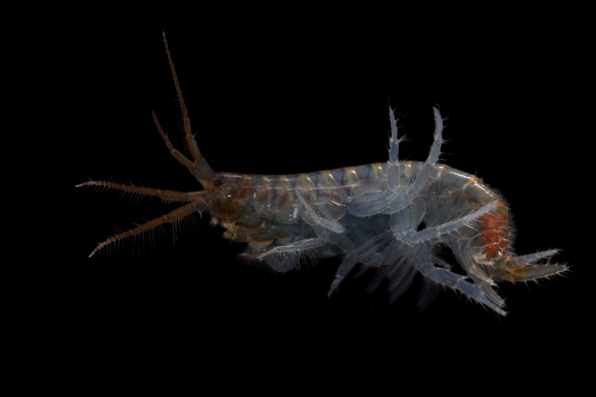 Eulimnogammarus cyaneus