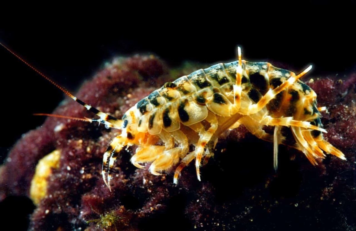 Рачок эпишура Байкальская