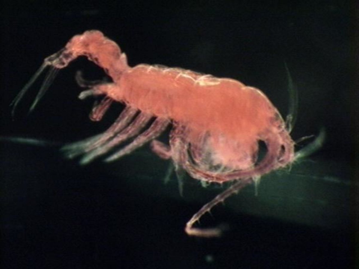 Рачок эпишура Байкальская