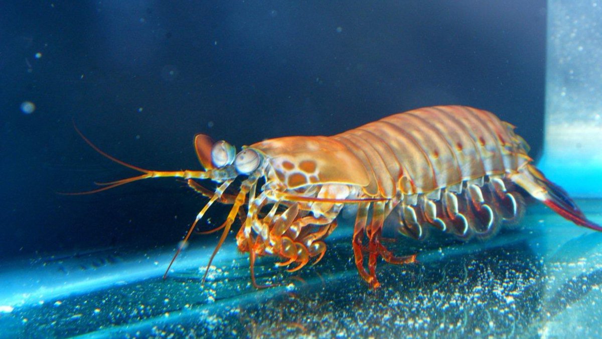 Байкальская эпишура