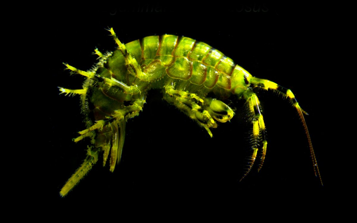 Бокоплав Байкальский