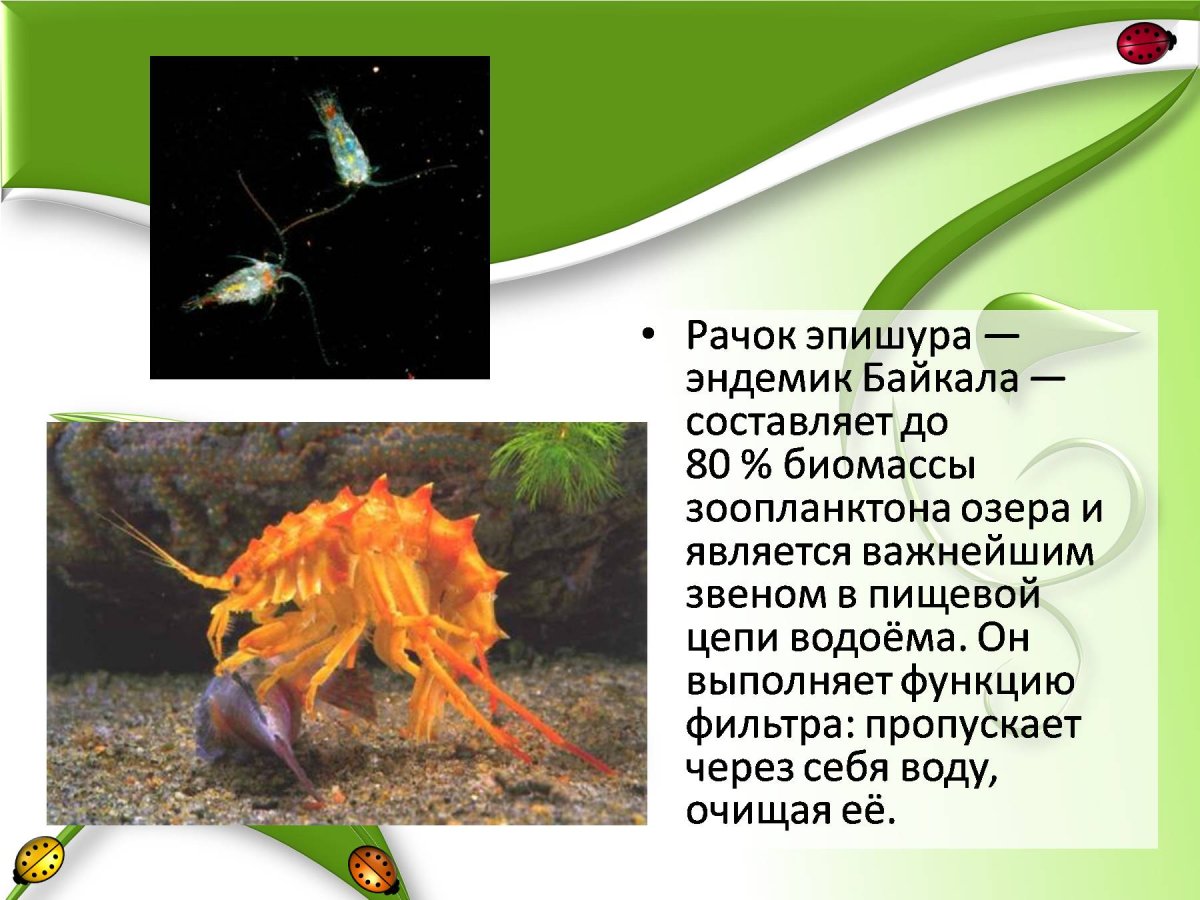 Эндемики Байкала рачок эпишура