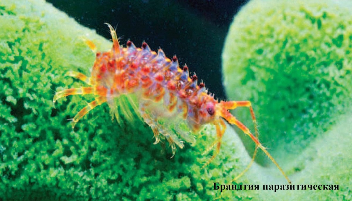 Планктон бокоплав